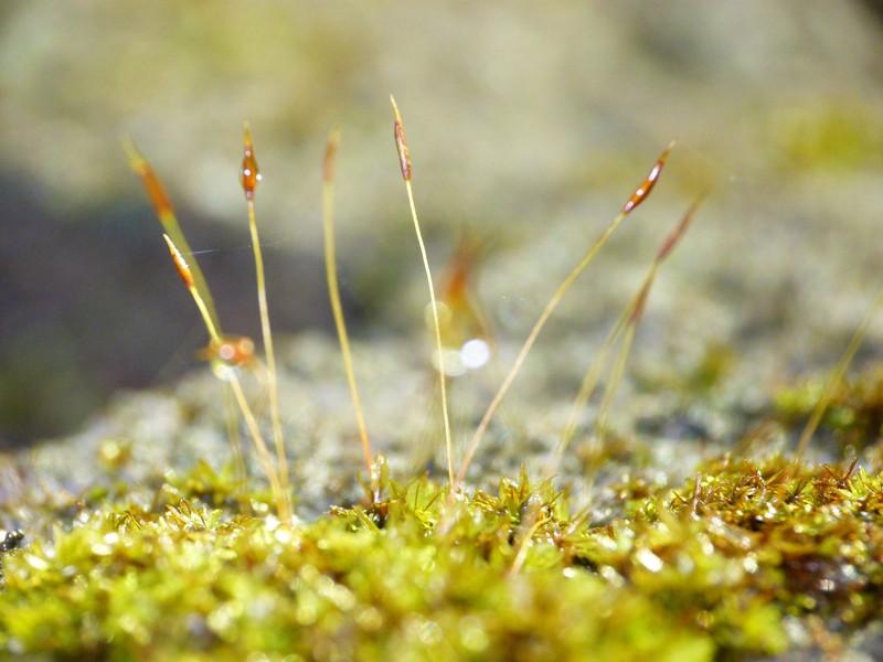 Hyophila Moss