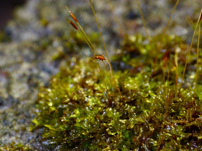 Hyophila Moss photo 6