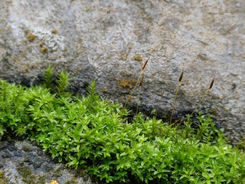 Hyophila Moss