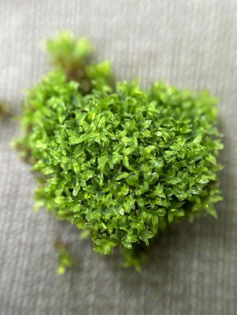 Hyophila Moss photo 2