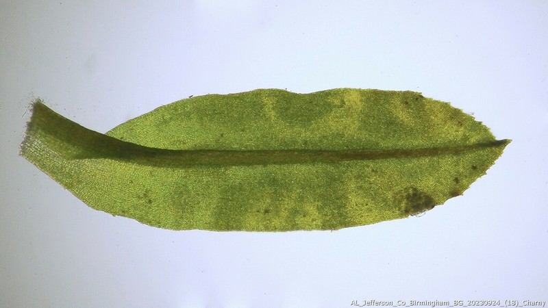 Hyophila Moss photo 3