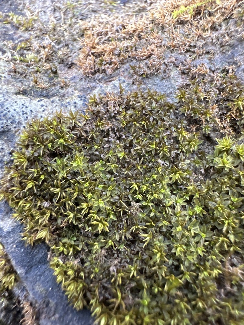 Hyophila Moss photo 5