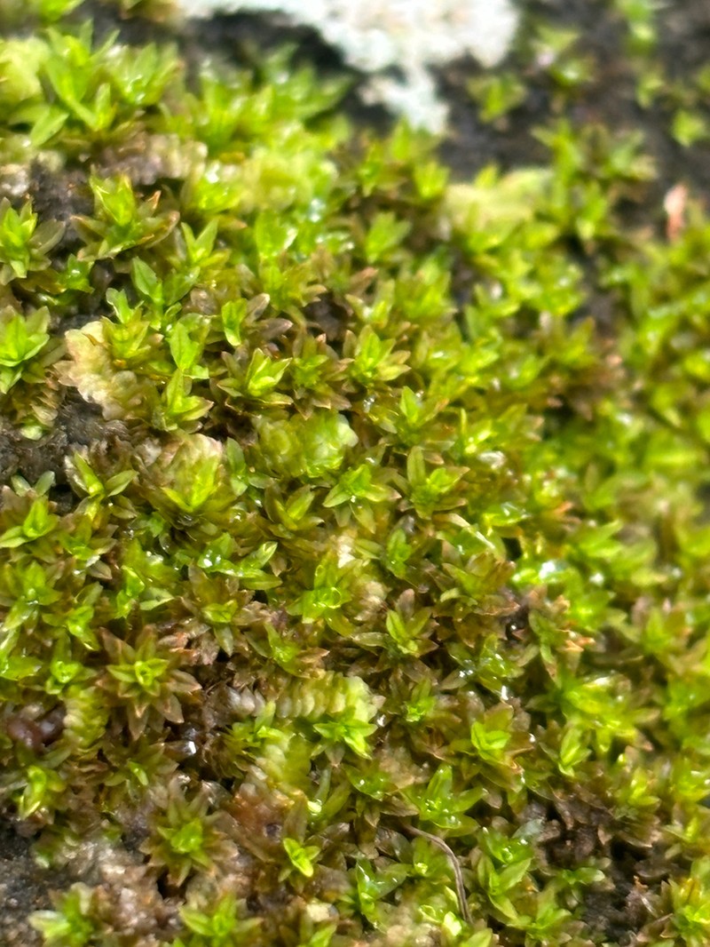Hyophila Moss photo 6