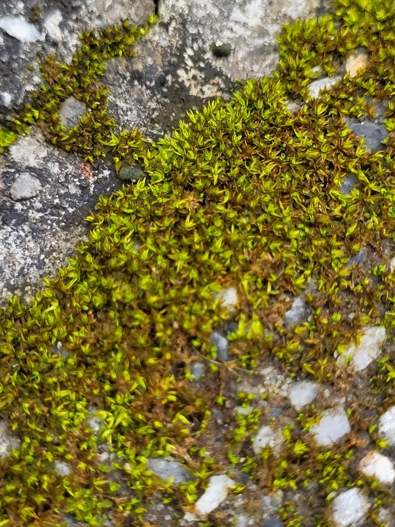Hyophila Moss photo 7