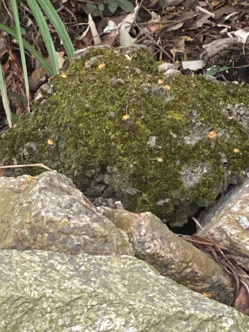 Hyophila Moss photo 8