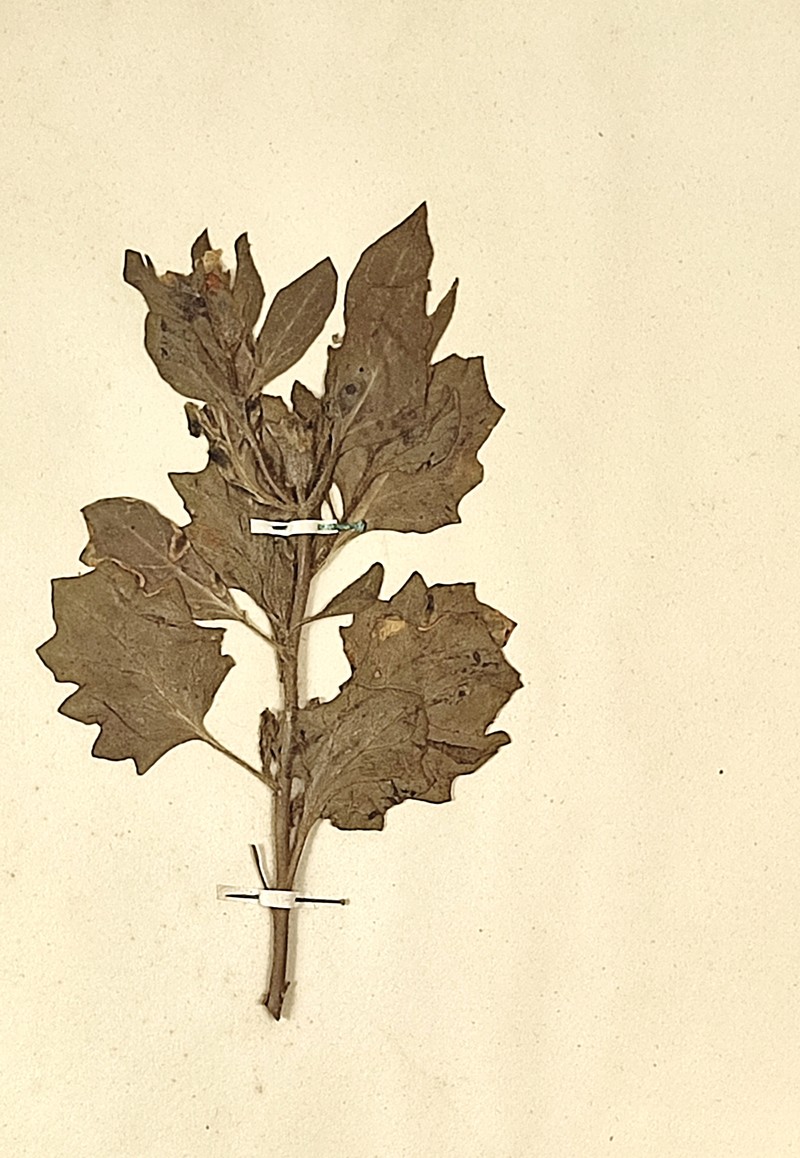 White Henbane photo 5