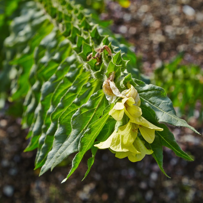 White Henbane photo 6