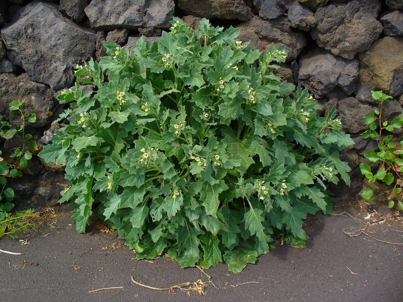 White Henbane photo 2