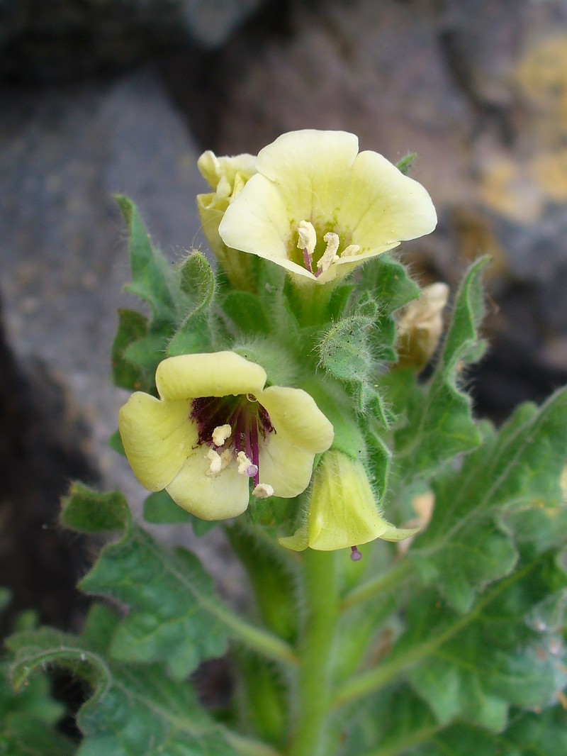 White Henbane photo 3