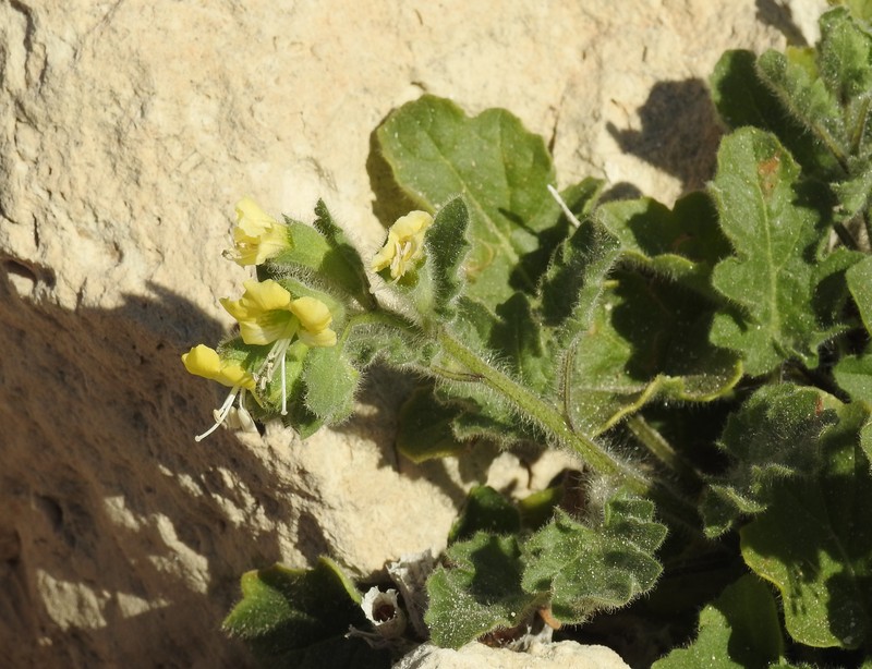 White Henbane photo 4