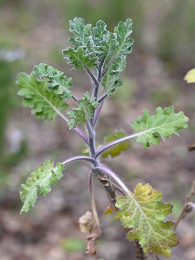 White Henbane photo 7