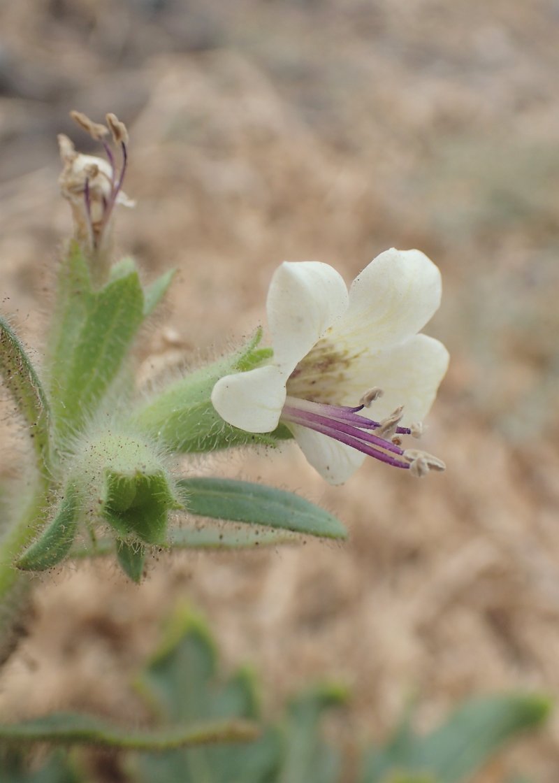 White Henbane photo 8