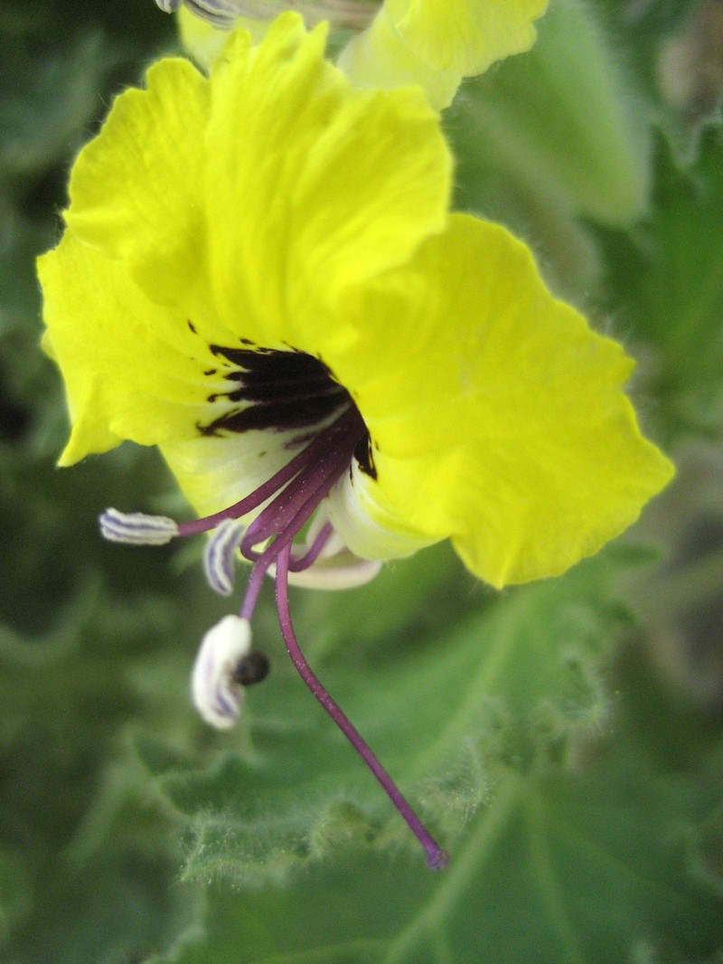 Hyoscyamus aureus