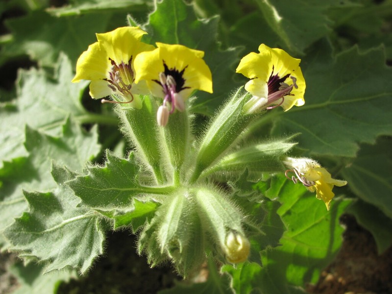 Hyoscyamus aureus photo 3