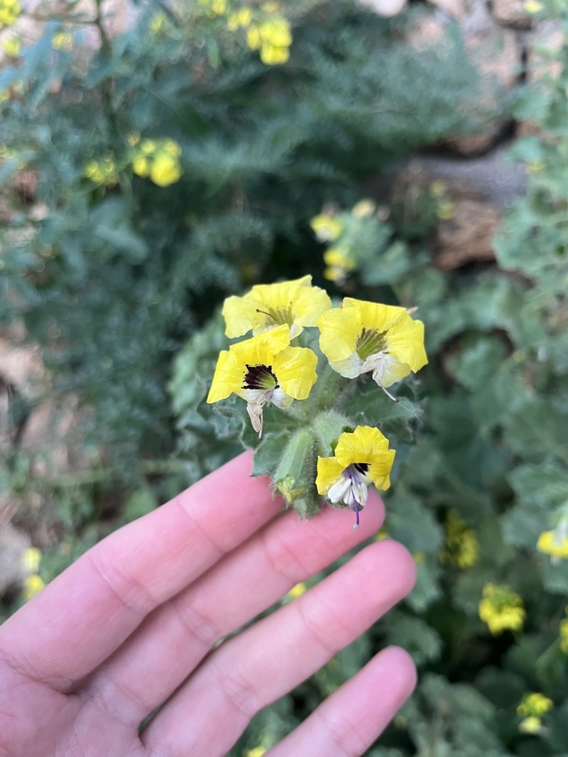 Hyoscyamus aureus photo 4