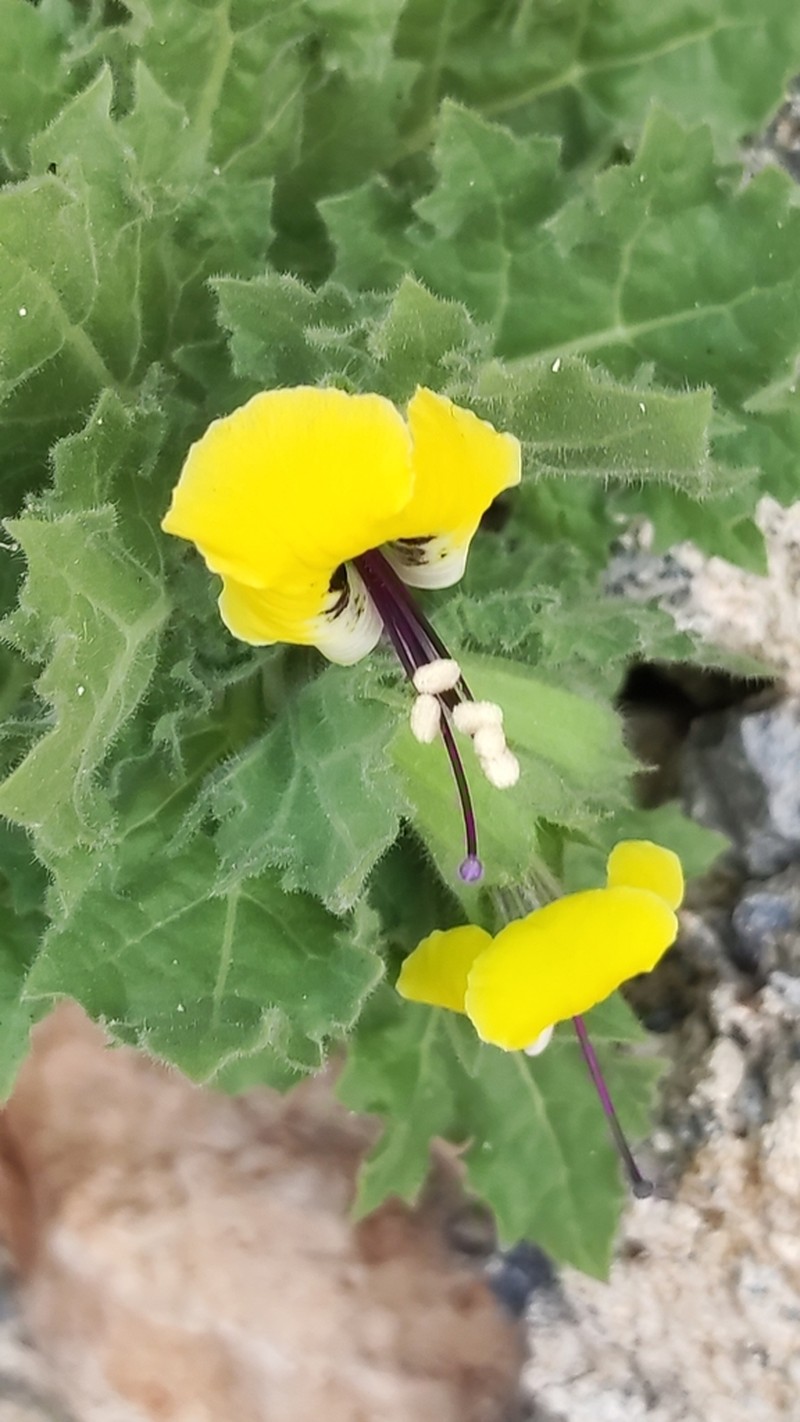 Hyoscyamus aureus photo 5