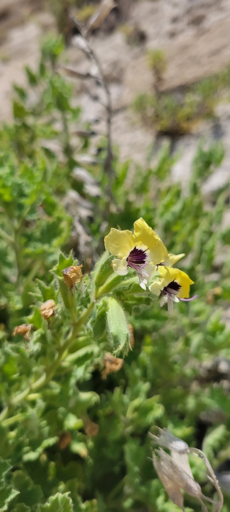 Hyoscyamus aureus photo 6