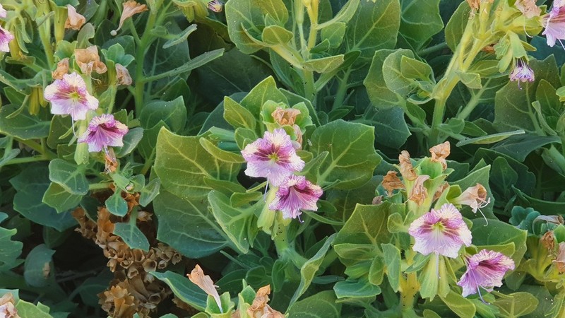 Hyoscyamus boveanus