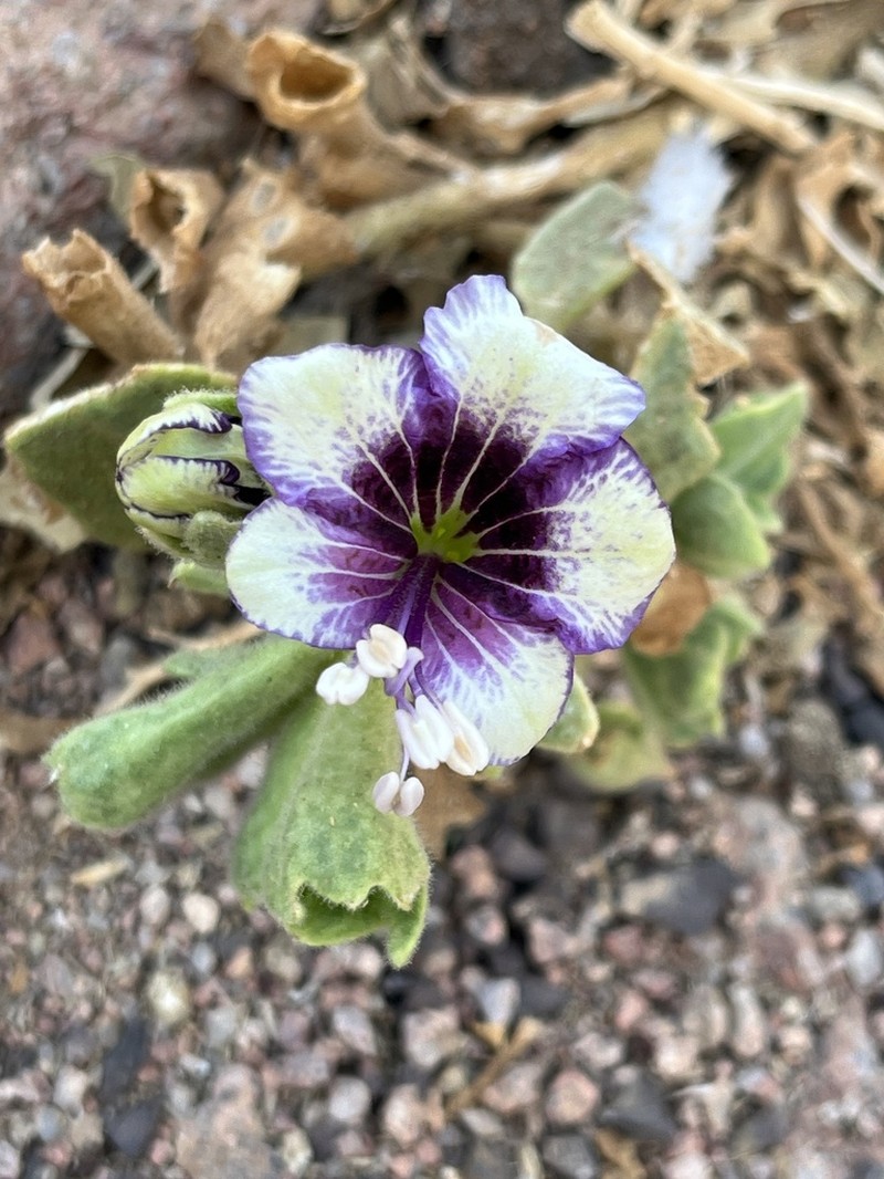 Hyoscyamus boveanus photo 2