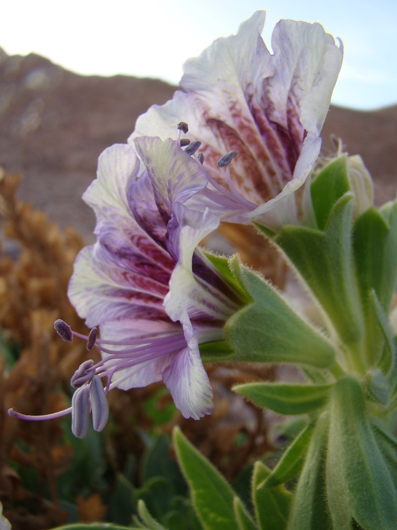 Hyoscyamus boveanus photo 4