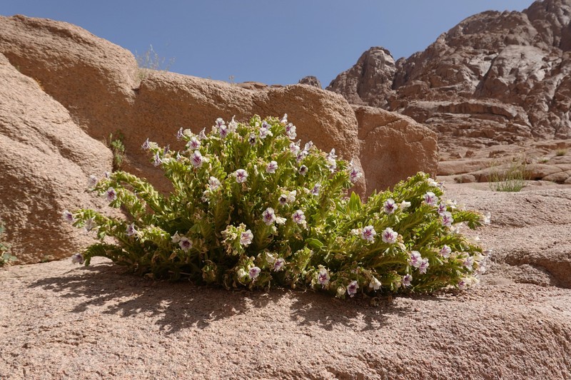 Hyoscyamus boveanus photo 5