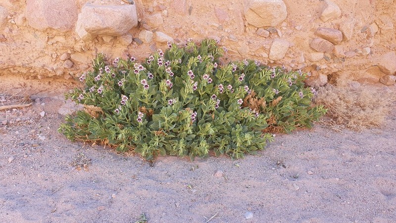 Hyoscyamus boveanus photo 6