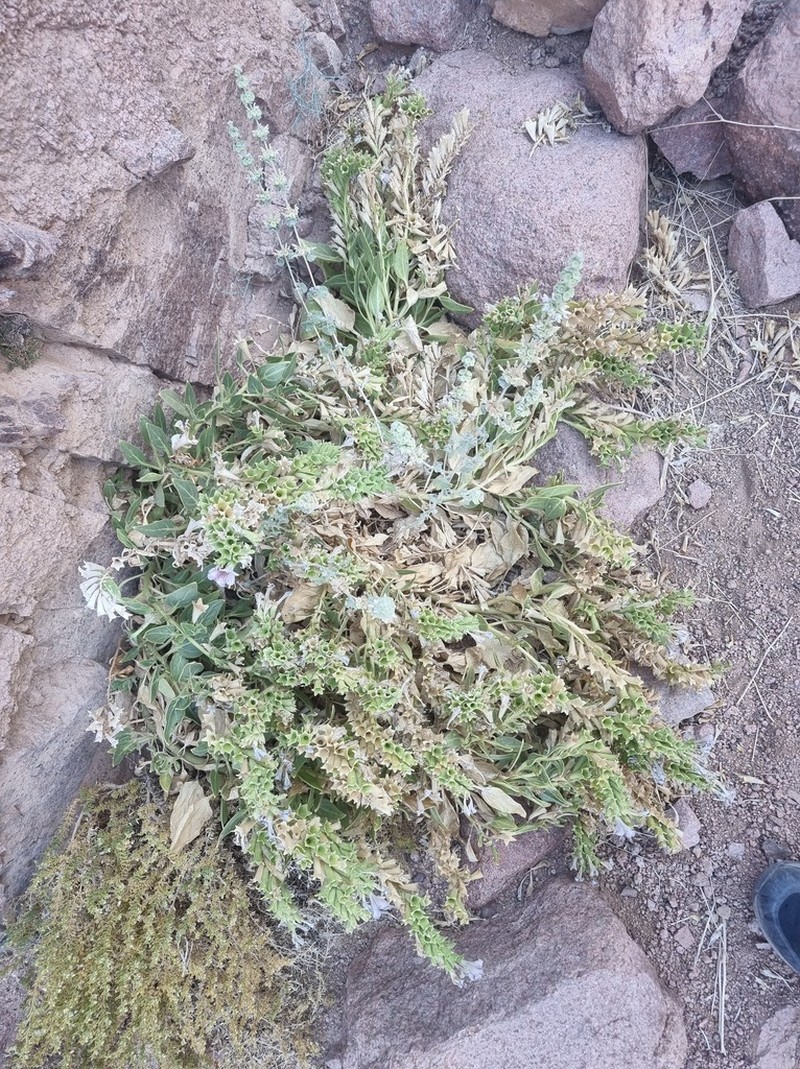 Hyoscyamus boveanus photo 7