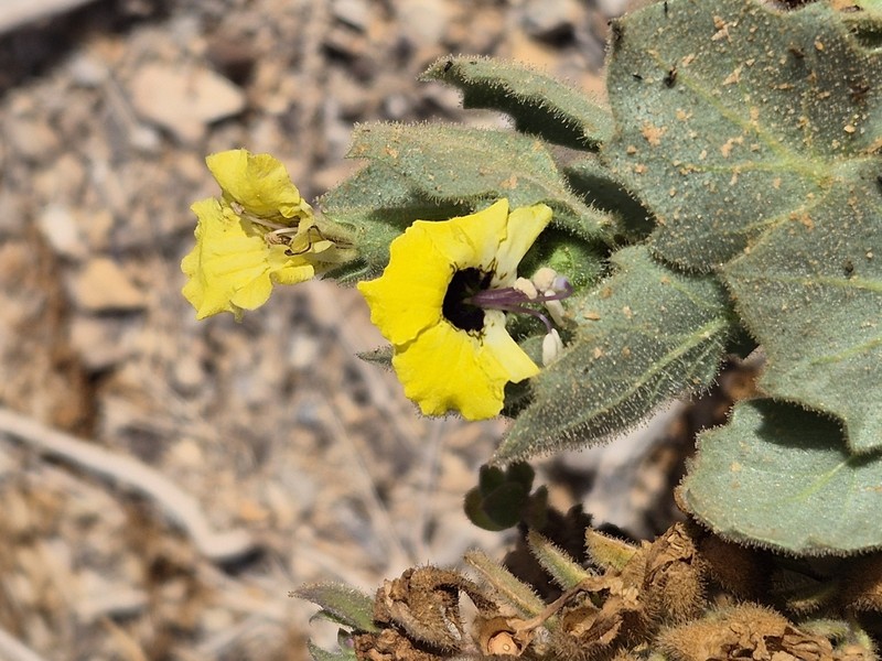 Hyoscyamus desertorum