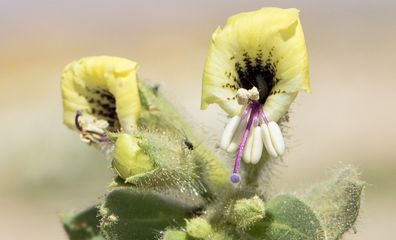 Hyoscyamus desertorum photo 2