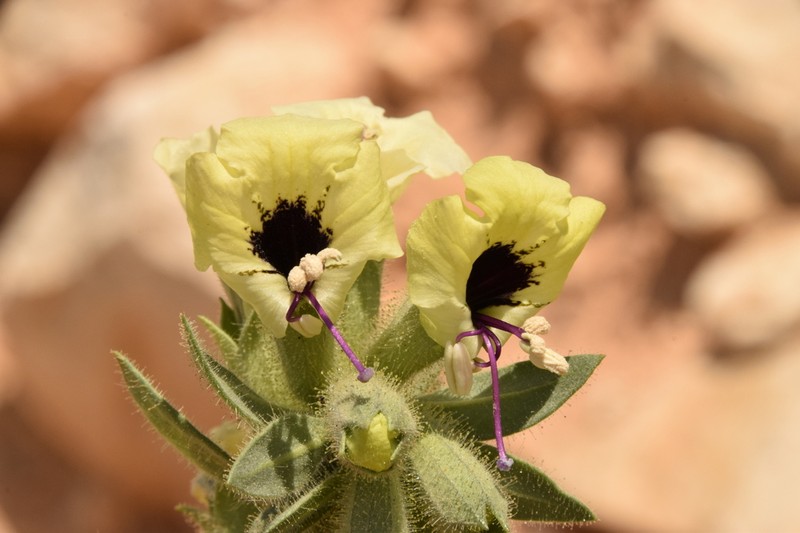 Hyoscyamus desertorum photo 3
