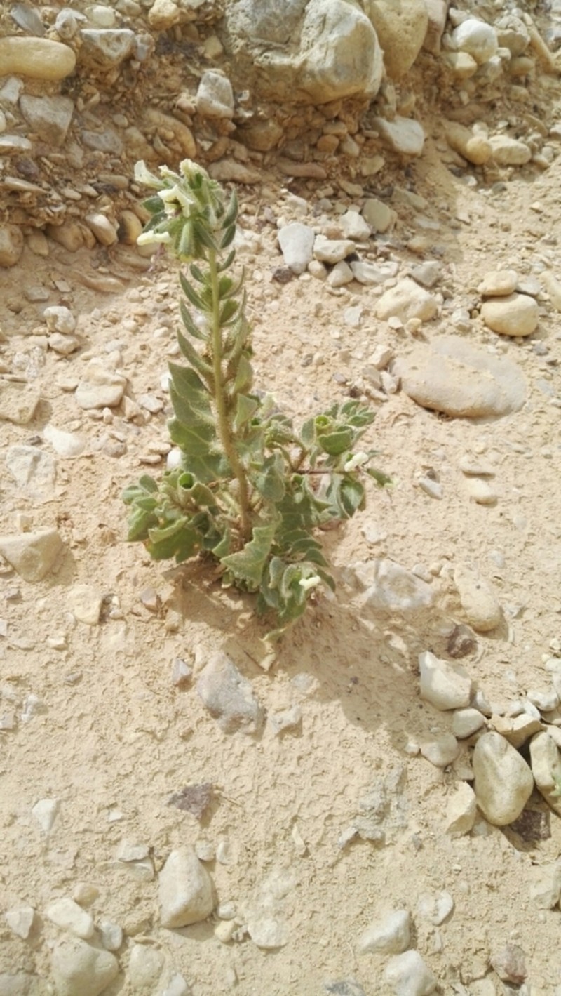 Hyoscyamus desertorum photo 4