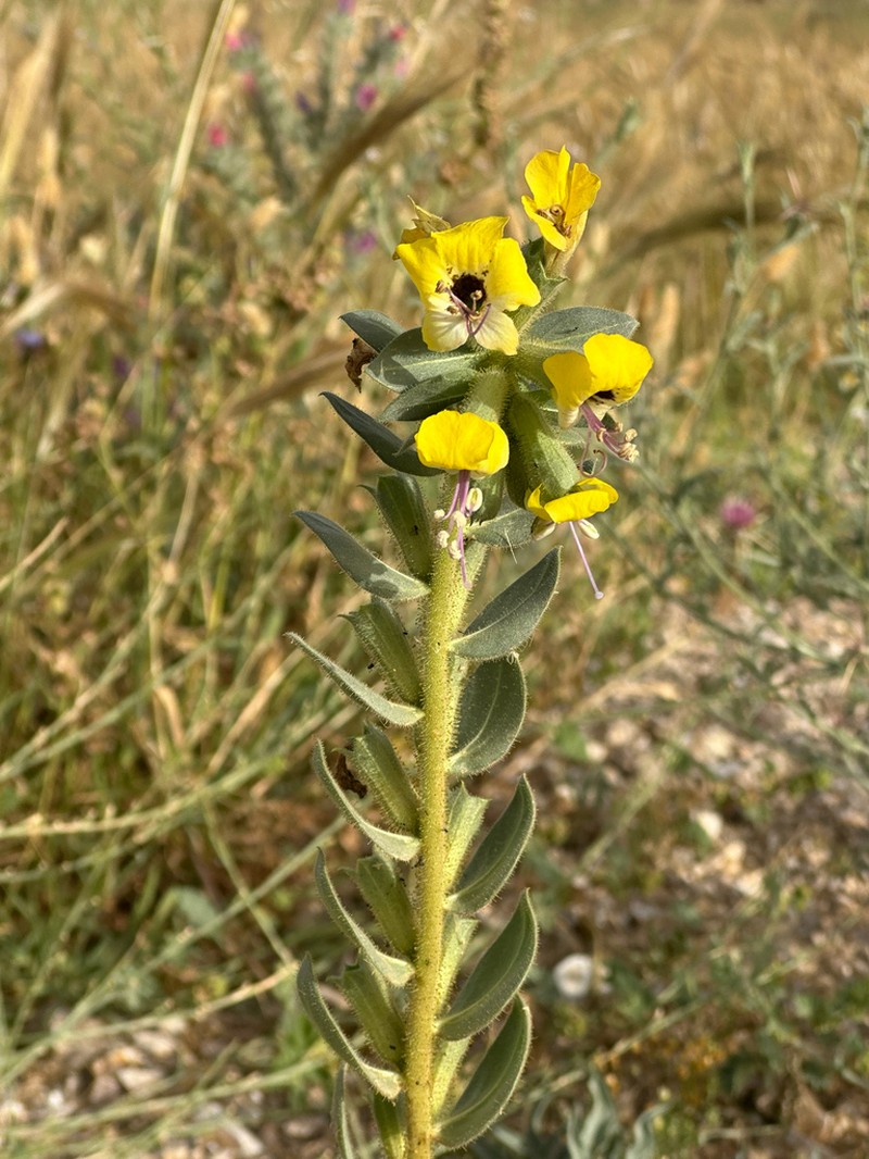 Hyoscyamus desertorum photo 5