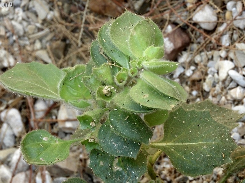 Hyoscyamus desertorum photo 6