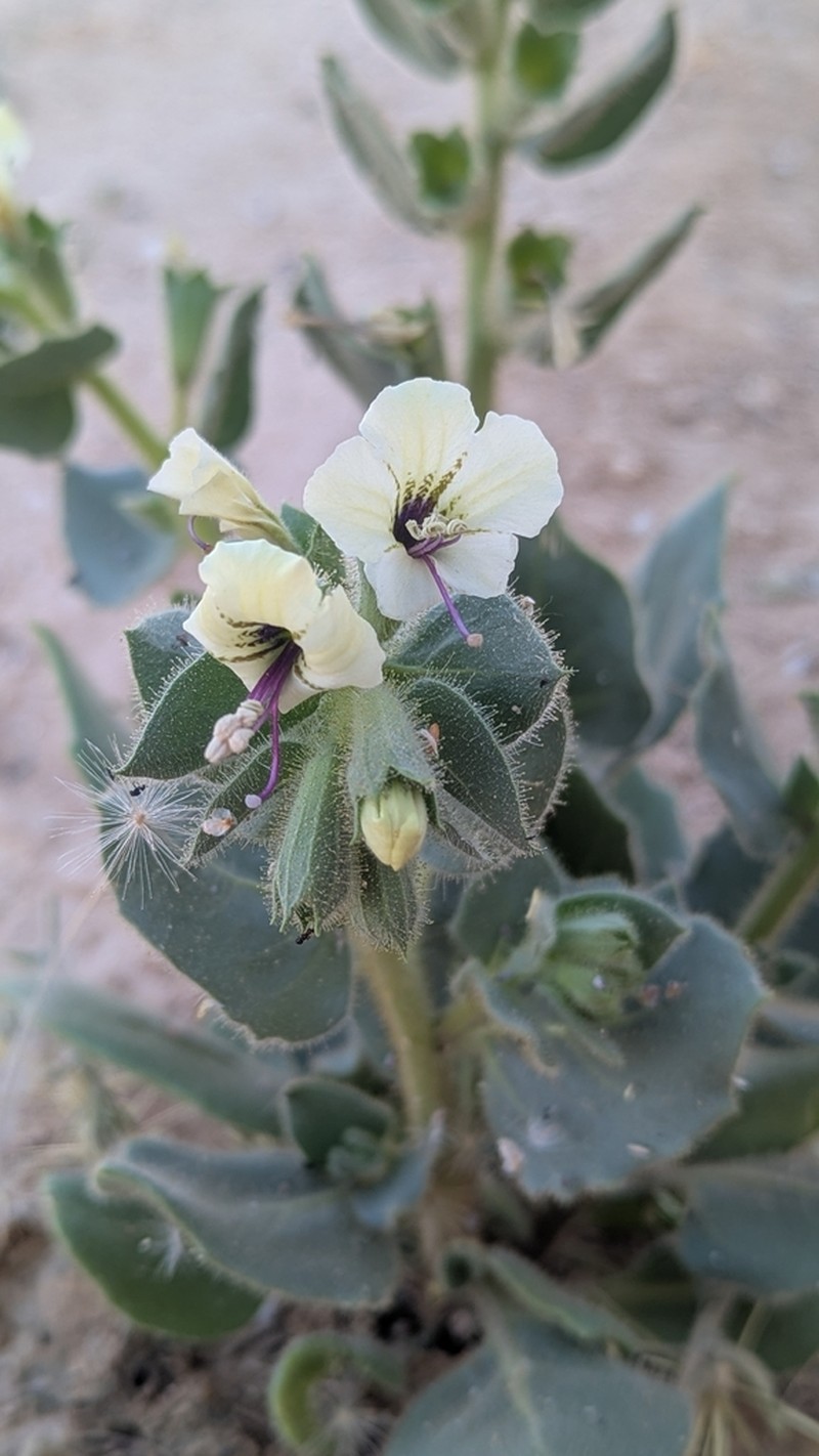 Hyoscyamus desertorum photo 7