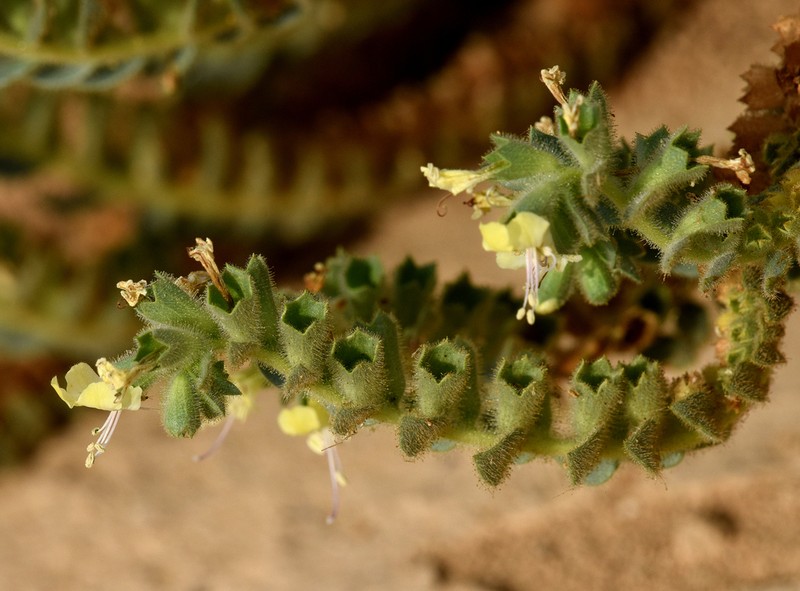 Hyoscyamus desertorum photo 8