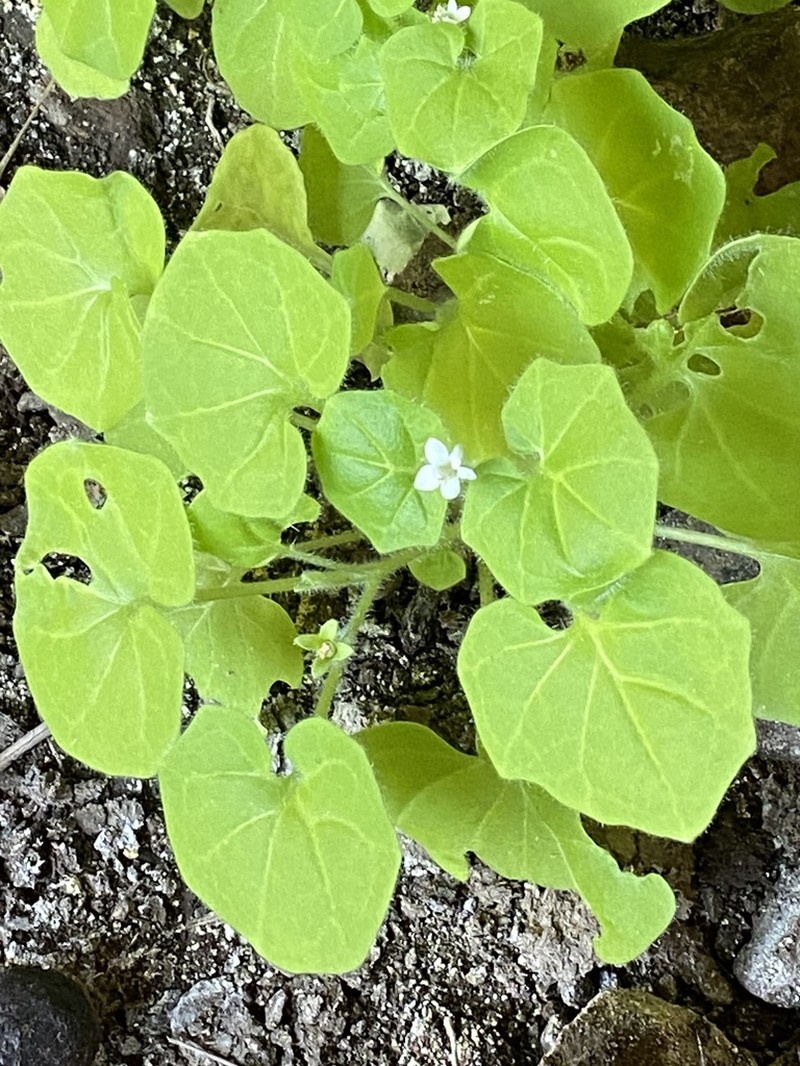 Hyoscyamus flaccidus photo 3
