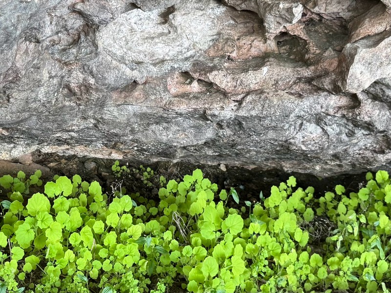 Hyoscyamus flaccidus photo 4