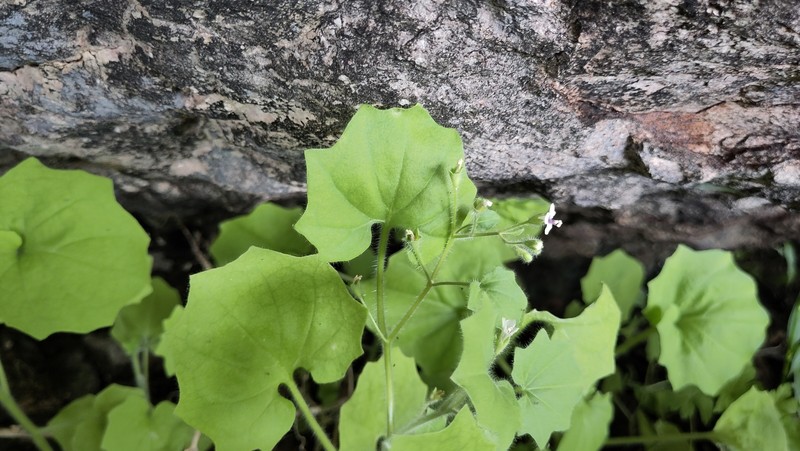 Hyoscyamus flaccidus photo 6