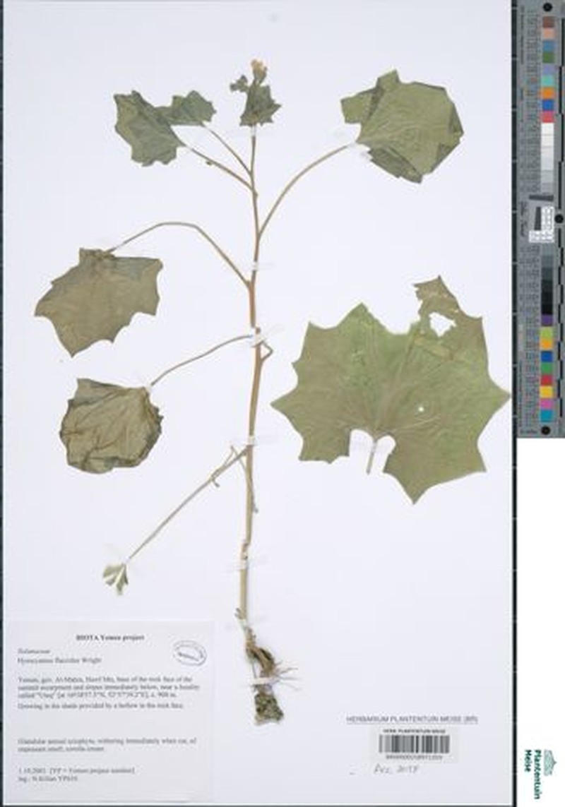 Hyoscyamus flaccidus photo 7