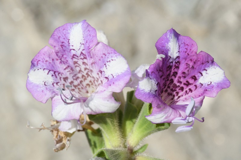 Hyoscyamus insanus photo 2