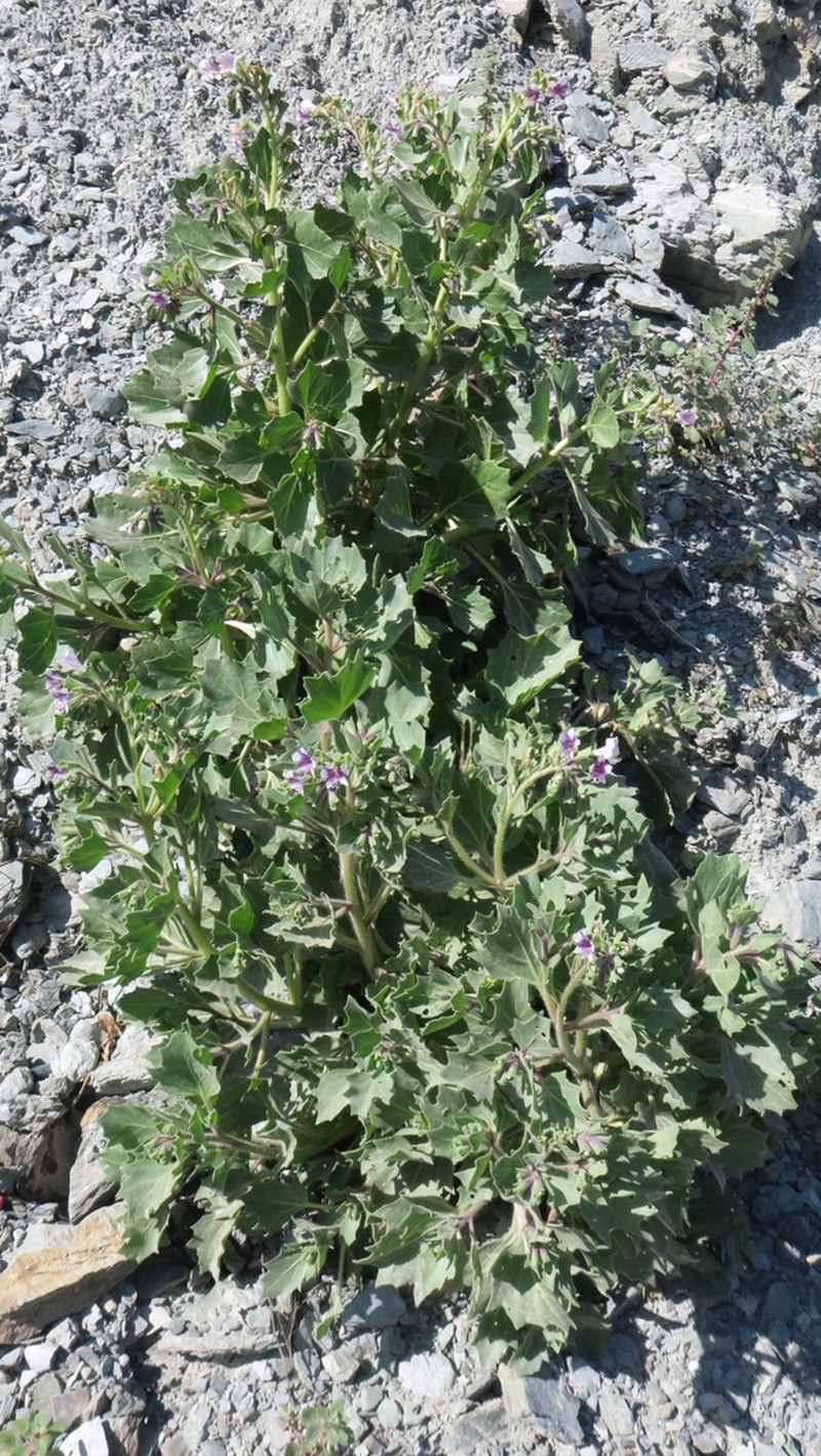Hyoscyamus insanus photo 3