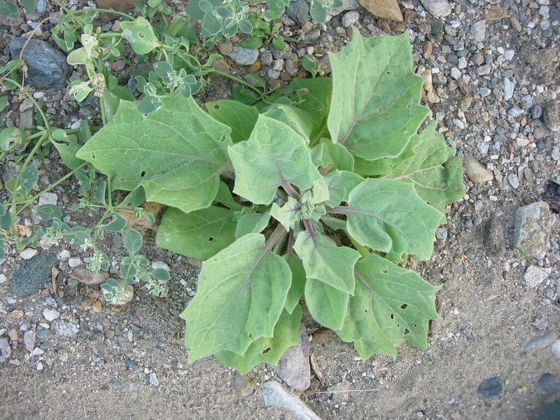 Hyoscyamus insanus photo 7