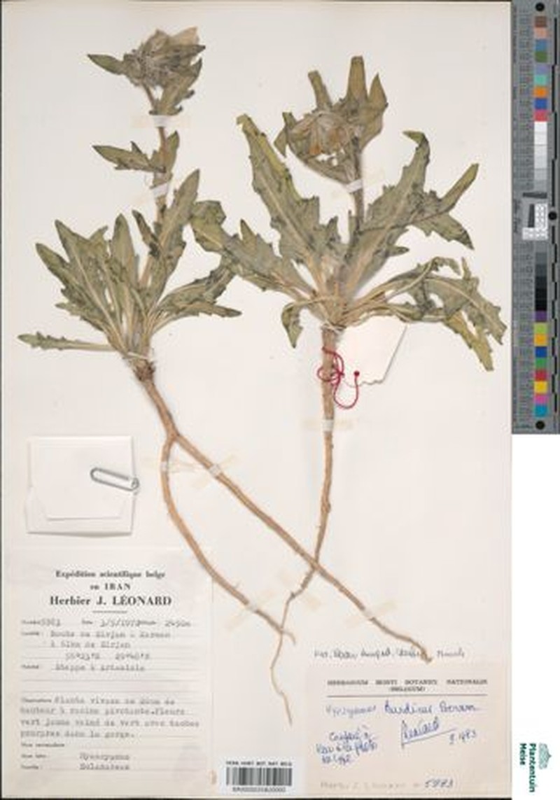 Hyoscyamus kurdicus