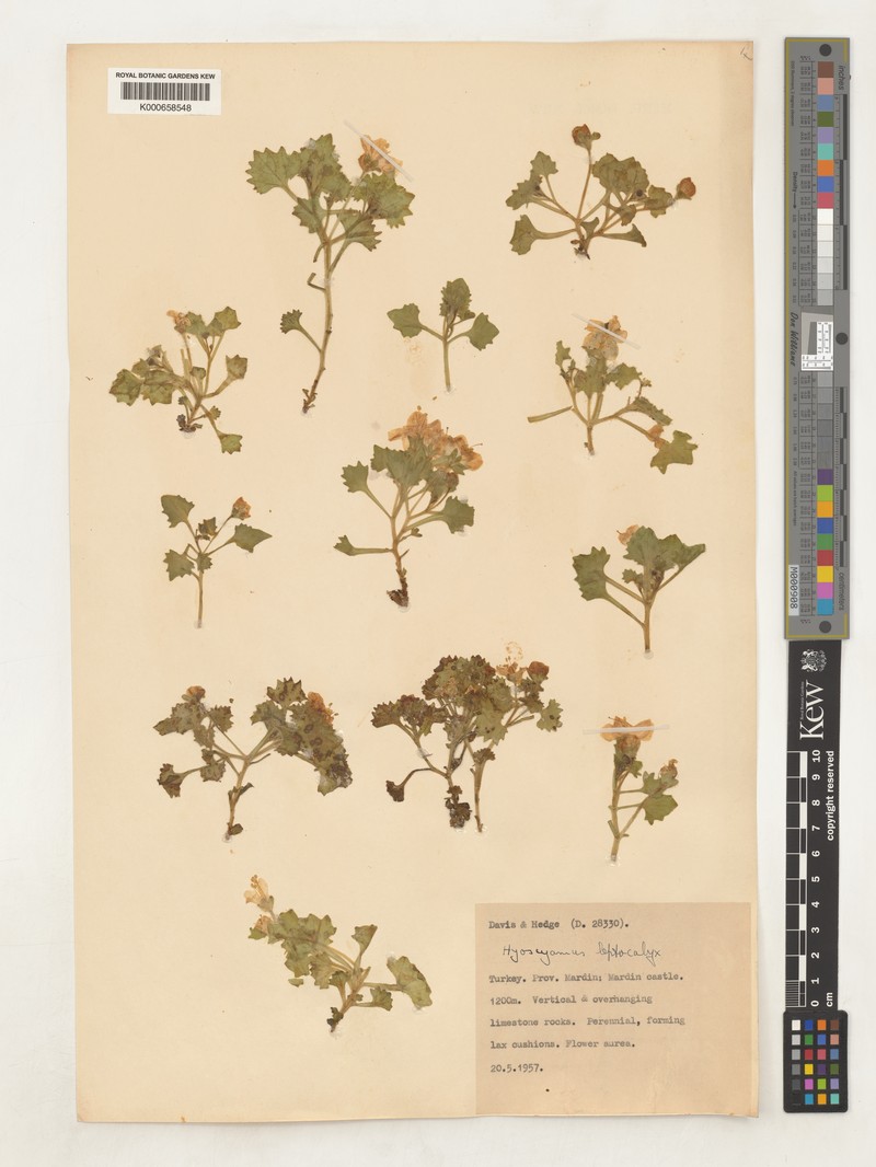 Hyoscyamus leptocalyx