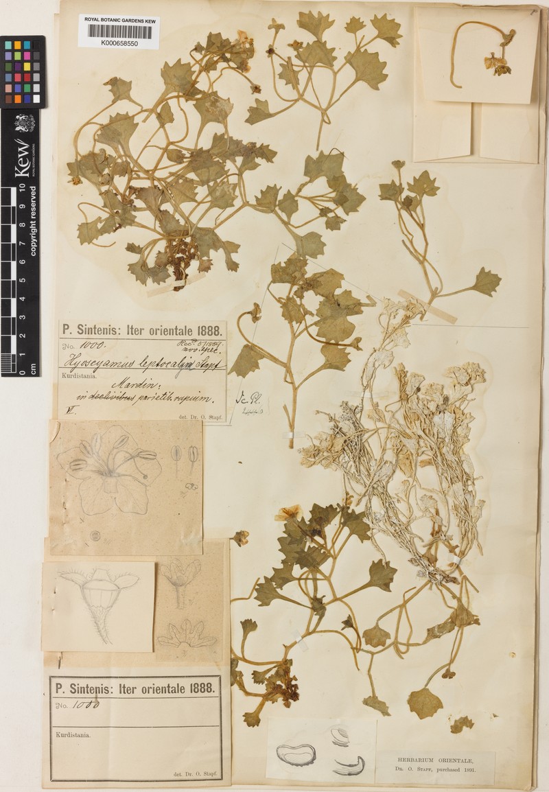 Hyoscyamus leptocalyx photo 2