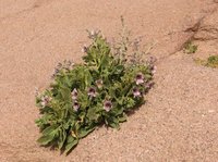 Henbane