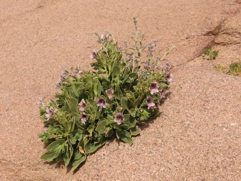 Henbane