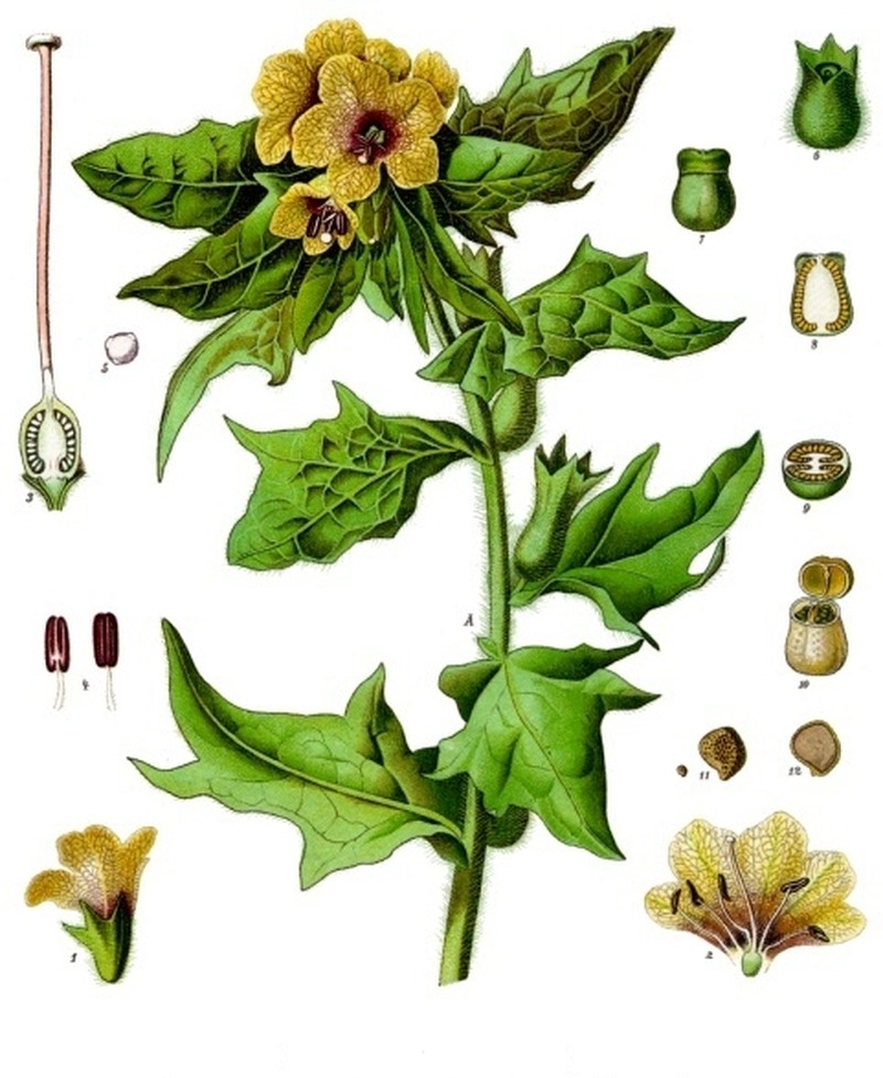 Black Henbane