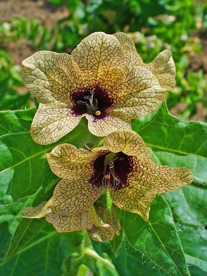 Black Henbane photo 2