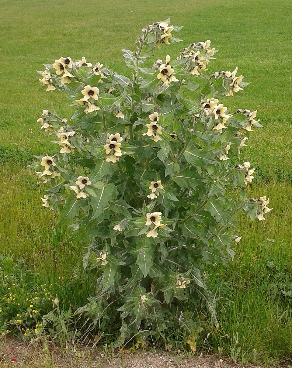 Black Henbane photo 4